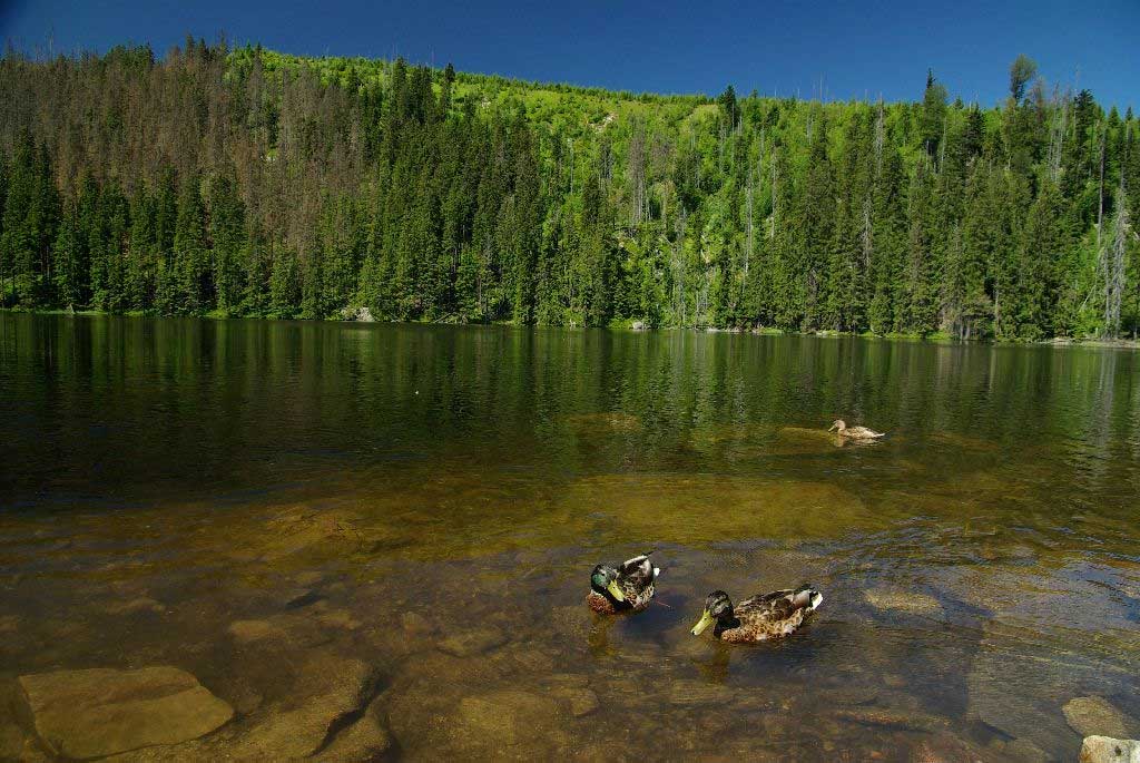 K Prášilskému jezeru a na Poledník
